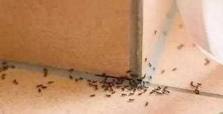 家裡 有 螞蟻 代表 什麼 屬雞房子座向